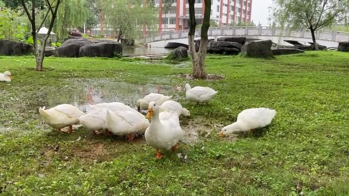 校园动物鸭子觅食素材