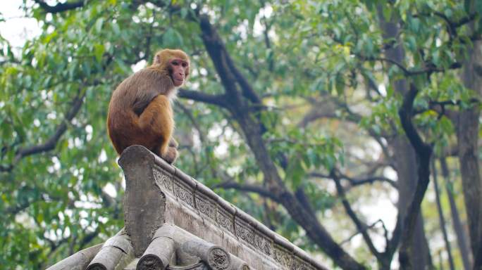 猴子上树 猴子宝宝 黔灵山公园 灵猴