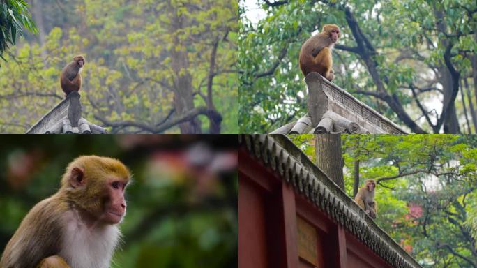 猴子上树 猴子宝宝 黔灵山公园 灵猴