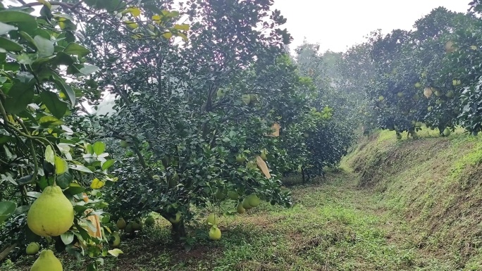 沙田柚场种植基地柚子树林山顶上的沙田柚场