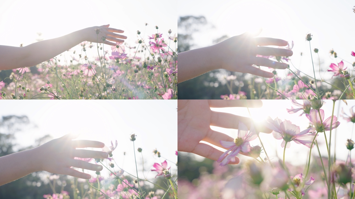 女孩手抚摸花朵感受自然