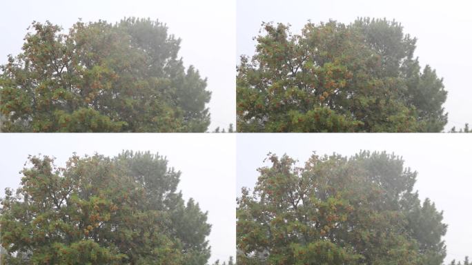 在灰色多云的天空背景下，暴雨的极端天气的横向视频。强风把树吹倒