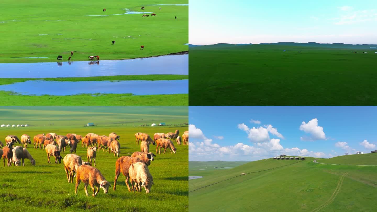 《蓝色的蒙古高原》降央卓玛歌曲背景