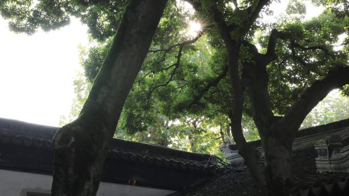 苏州园林拙政园阳光透过树叶