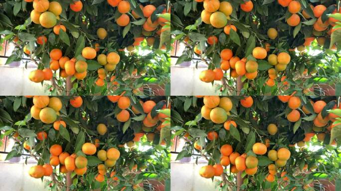 在一个阳光明媚的秋日里，橘子园的树枝上挂满了成熟的橘子。橘子的果实在树上慢慢地摇摆。