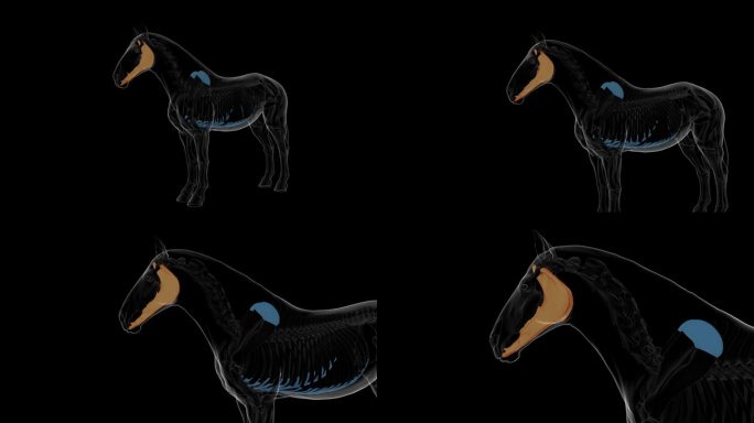 马下颌骨骨骼解剖医学概念3D渲染