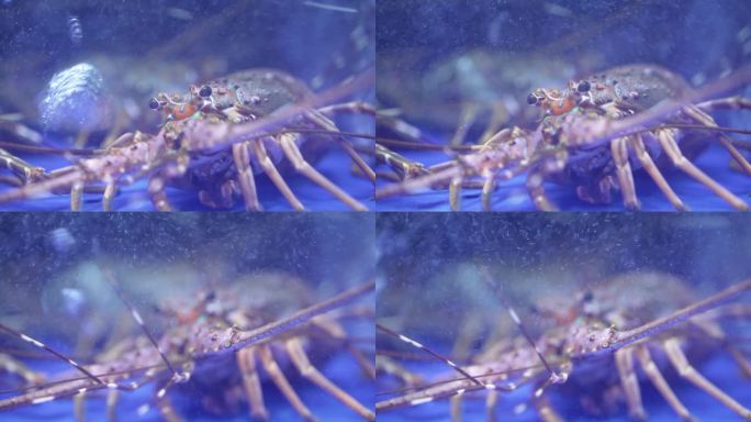 海鲜餐厅水缸里的小青龙波纹龙虾