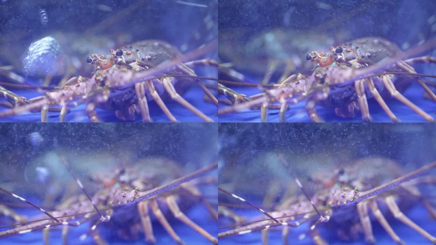 海鲜餐厅水缸里的小青龙波纹龙虾