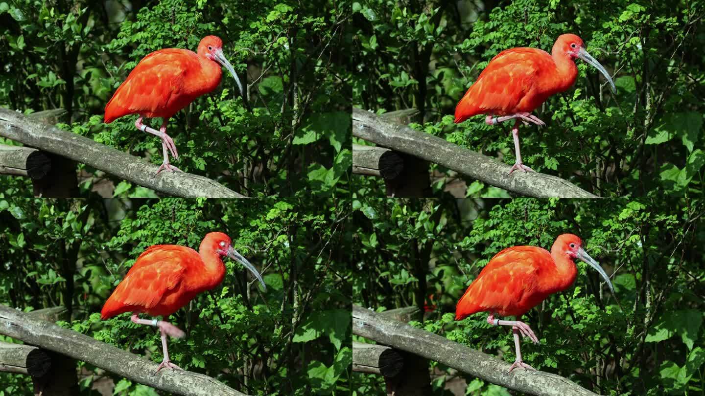 朱鹮，红朱鹭，红朱鹭科鸟类，因羽毛呈红色而受人喜爱