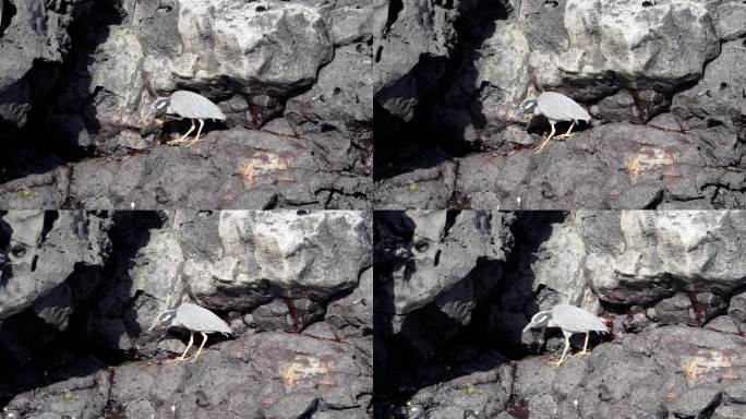 一只黄冠夜鹭，在厄瓜多尔太平洋加拉帕戈斯群岛锋利的熔岩岩石上休息。