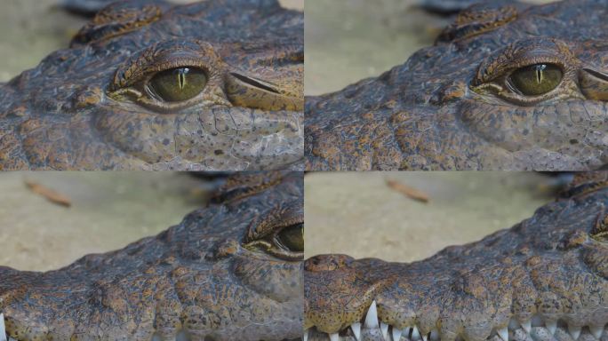 鳄鱼的头一只鳄鱼特写实拍素材