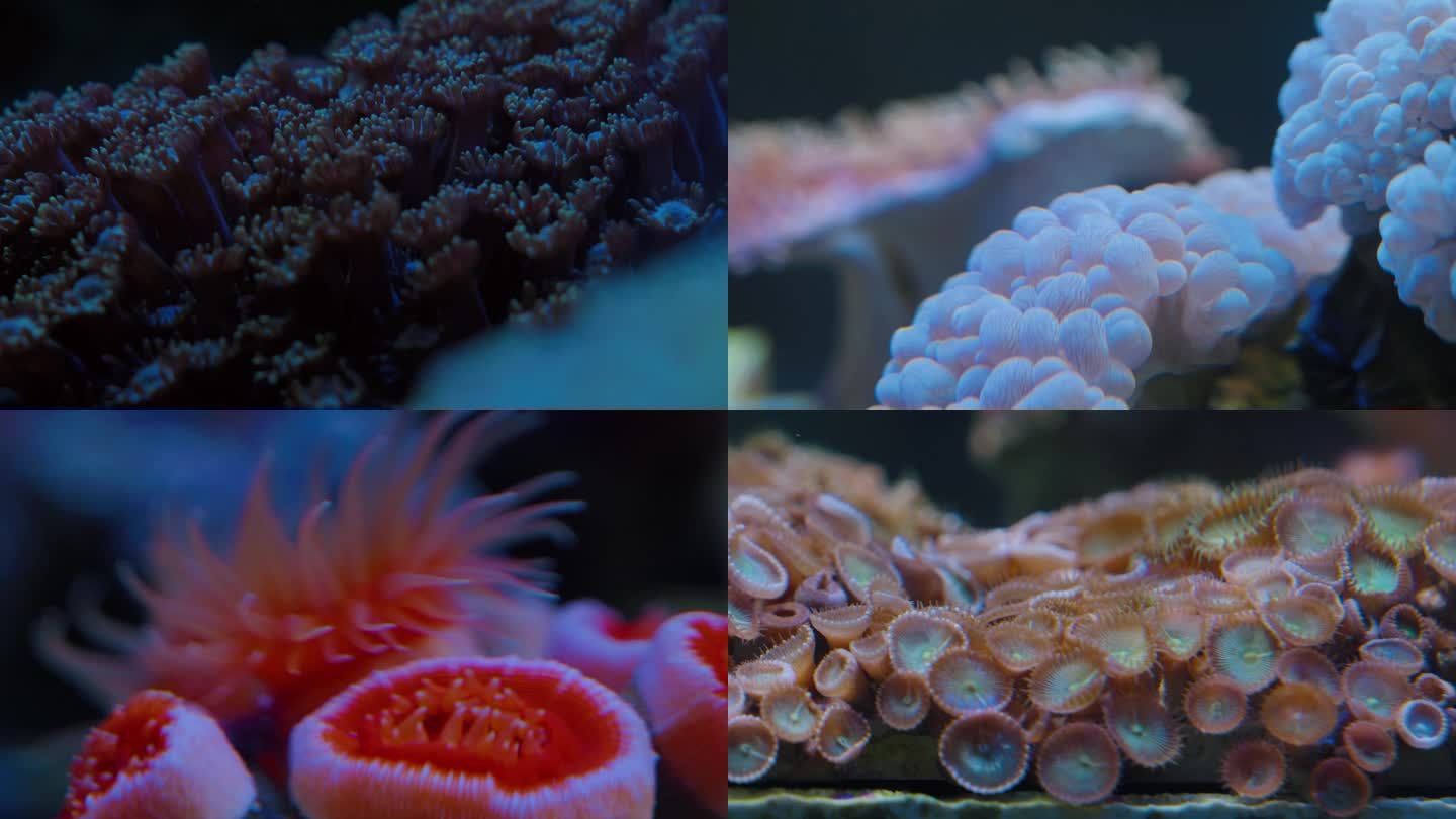 色彩斑斓的珊瑚和珊瑚礁
