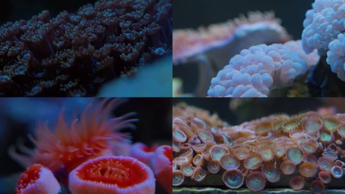 色彩斑斓的珊瑚和珊瑚礁