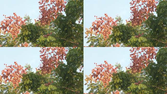 武汉的秋季树木，复羽叶栾