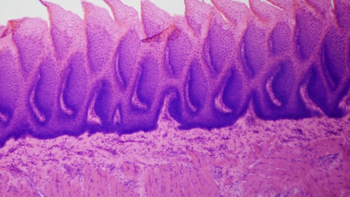 显微镜下的人类舌头。人类味蕾的研究。饮食行为和消费习惯的编程。终极400倍放大倍率。哺乳动物舌头各层