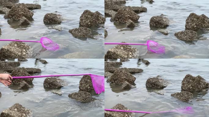 退潮沙滩海滩退潮后的海面沙滩动物沙滩觅食