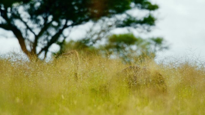 普通鸵鸟(Struthio camelus)在大草原中央的植物上吃草