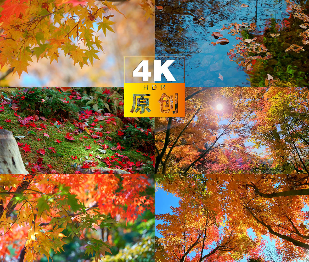 秋色枫叶红叶落叶立秋意境公园美景