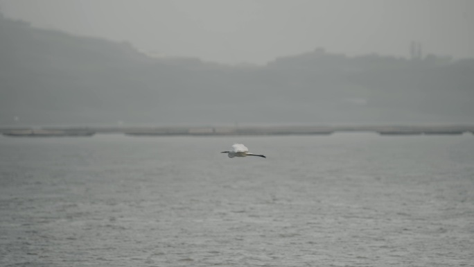 【正版素材】深圳湾红树林湿地生态8192