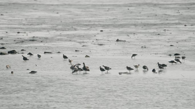 【正版素材】深圳湾红树林湿地生态8116