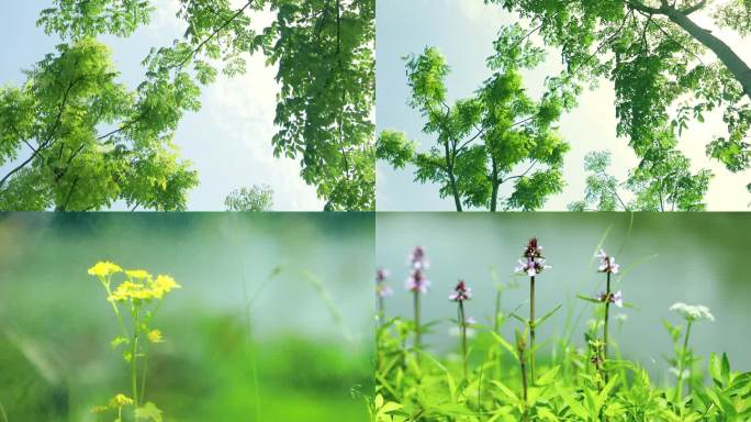 小清新夏日树木花草