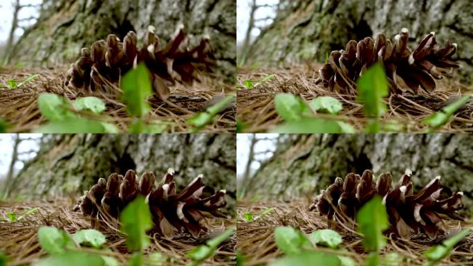 松果落在森林里的云杉树枝上。特写镜头。慢动作