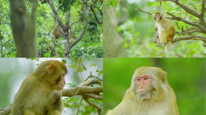 金丝猴丛林嬉戏爬树吃食逮虱子小猴子老猴子