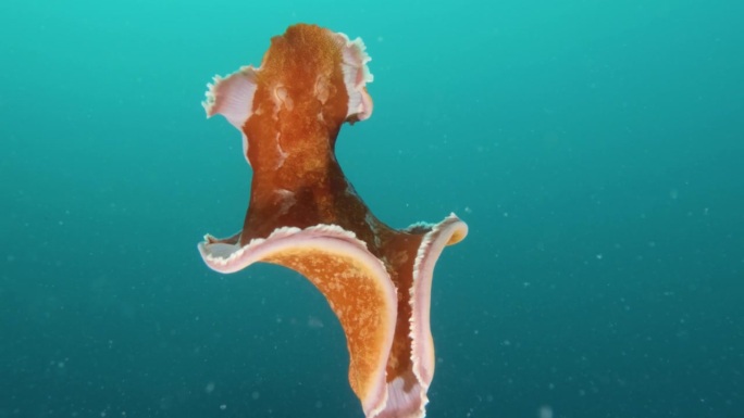 西班牙舞者海蛞蝓以其充满活力的颜色和水下动作吸引着海洋爱好者。