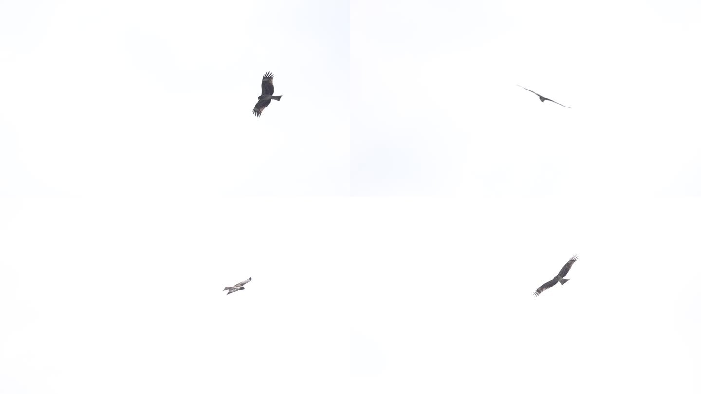 天空翱翔的黑鸢 猛禽 肉食性鸟类