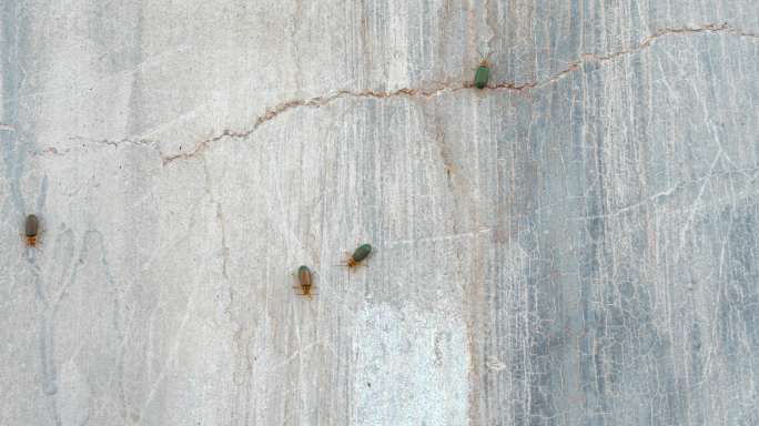 墙壁上的几只虫子甲虫