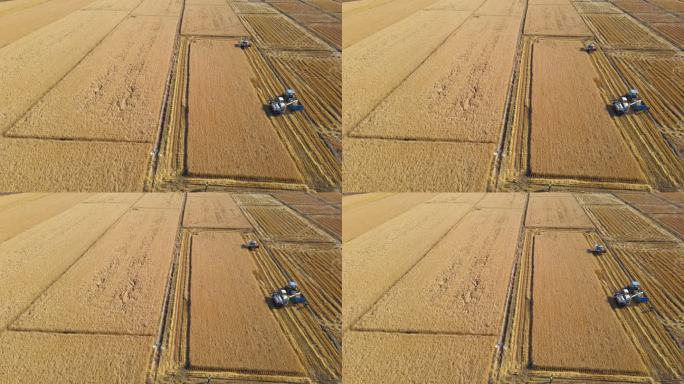 航拍收割机收获的稻田