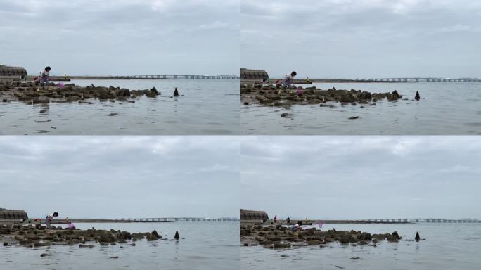 退潮沙滩海滩退潮后的海面沙滩动物沙滩觅食