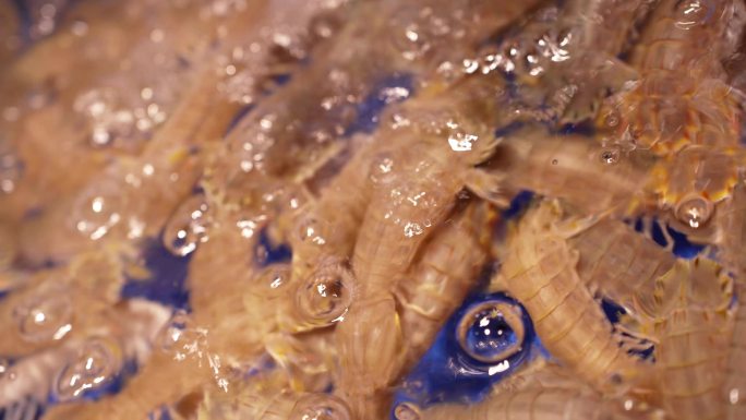 海鲜餐厅水缸里的皮皮虾