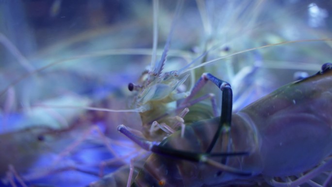 海鲜餐厅水缸里的沼虾