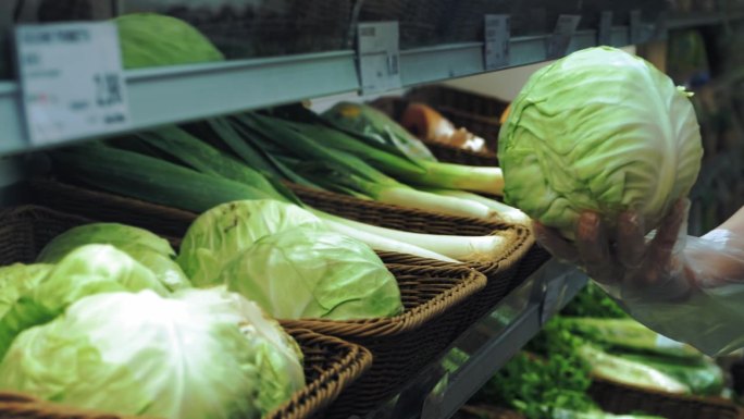 超市里的卷心菜。特写镜头。杂货店柜台上的新鲜卷心菜。一只戴着透明手套的女性手在超市蔬菜部挑选白菜头。