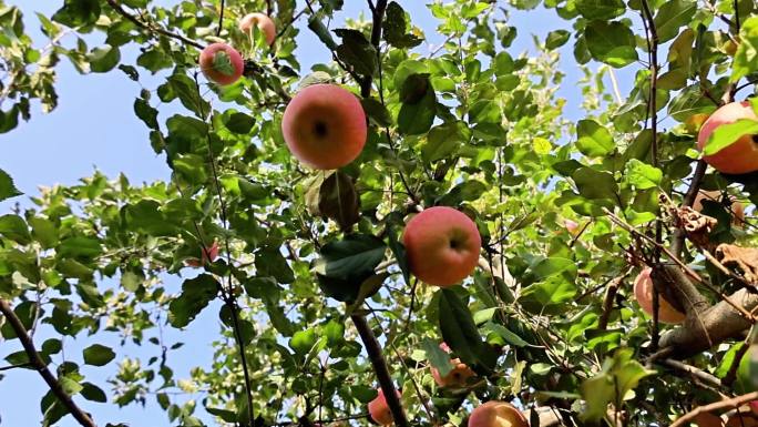 树上的苹果多角度拍摄