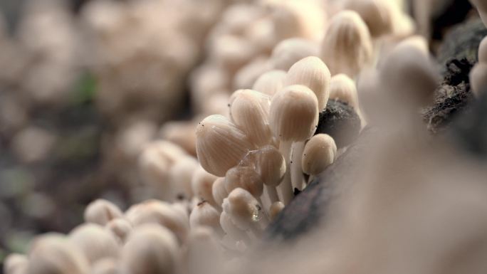水滴 水珠 野生菌 毒蘑菇
