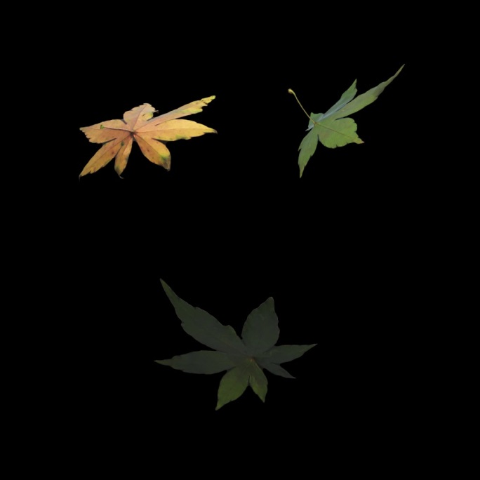 三种枫叶旋转