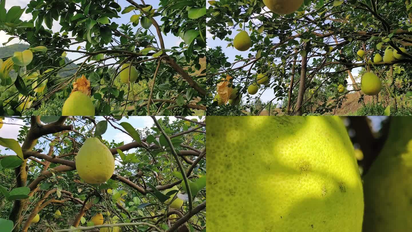 沙田柚场种植基地柚子树林山顶上的容县柚子