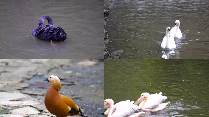 动物多样性 水鸟 沼泽 池塘 河水