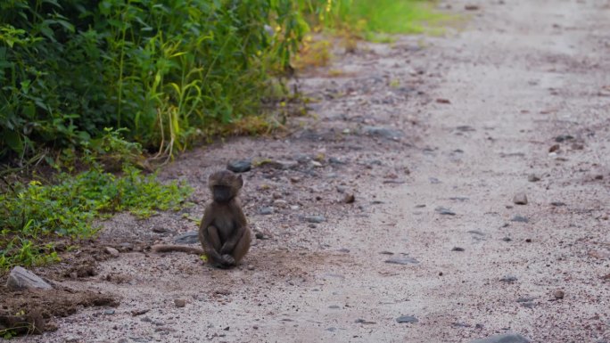 在塔兰吉雷国家公园的土路上，一只可爱的小橄榄狒狒
