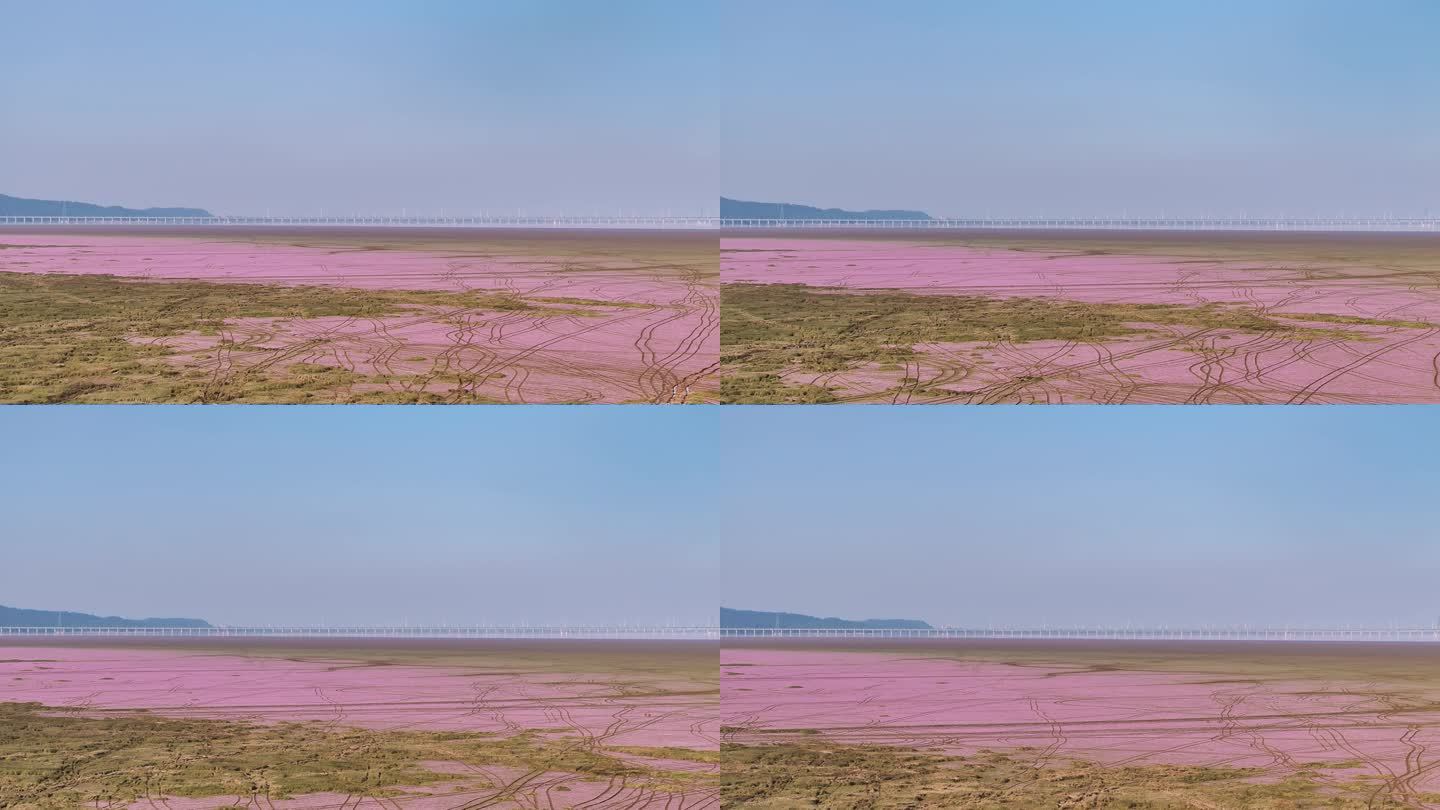 鄱阳湖秋天蓼花航拍视频