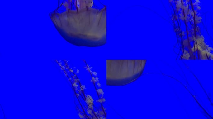 水母在深蓝色的海水中游荡。