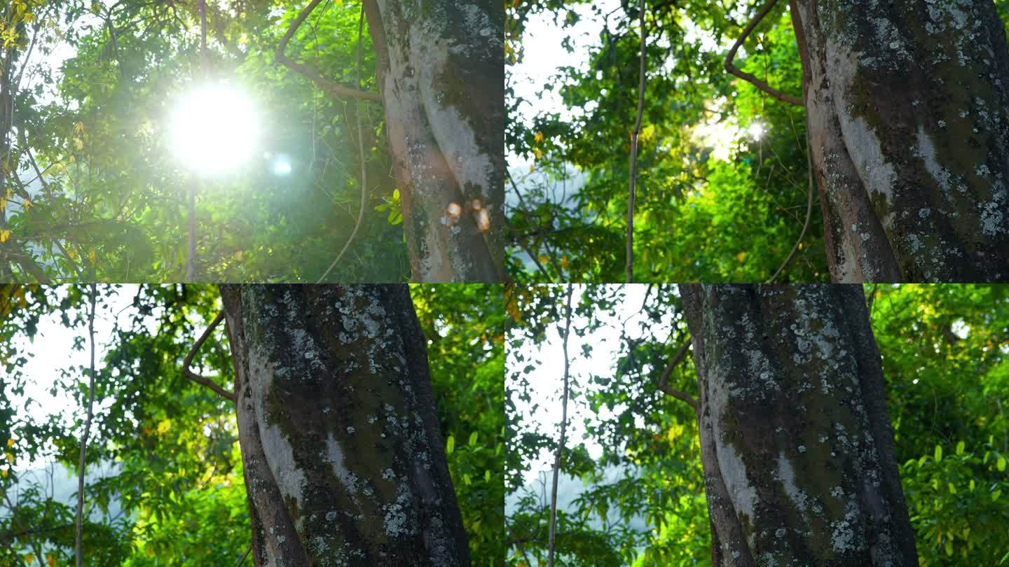 阳光穿过坦桑尼亚国家公园热带森林的树木