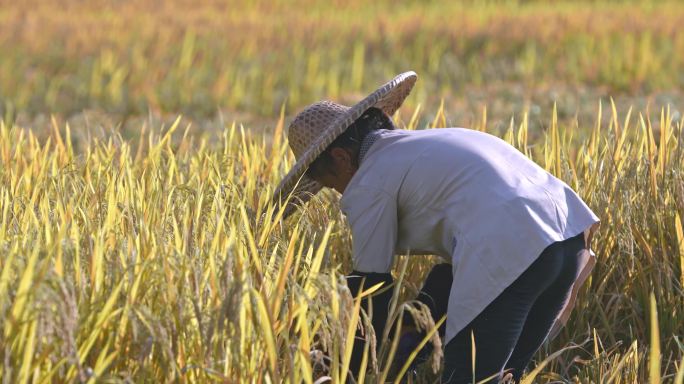 水稻水稻农业大米丰收丰收稻谷稻田播种