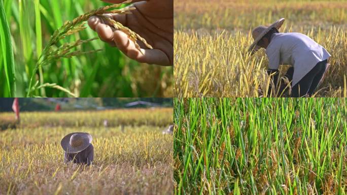 水稻水稻农业大米丰收丰收稻谷稻田播种