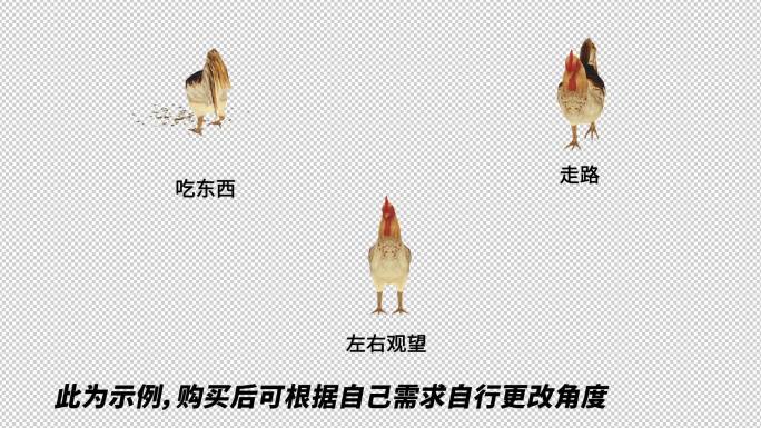 AE自由调整动物模型系列_《公鸡》