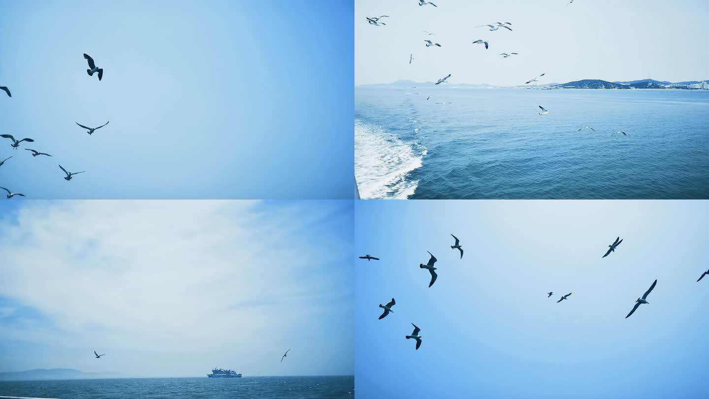 【实拍】轮船上飞翔的海鸥