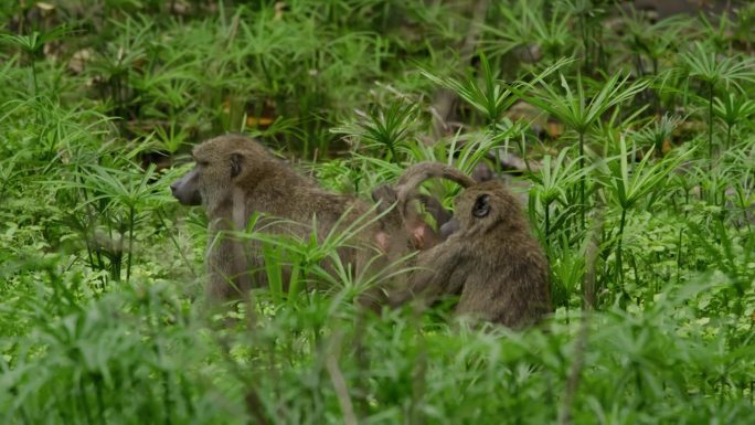 在坦桑尼亚的大草原上，狒狒们正在互相梳理毛发