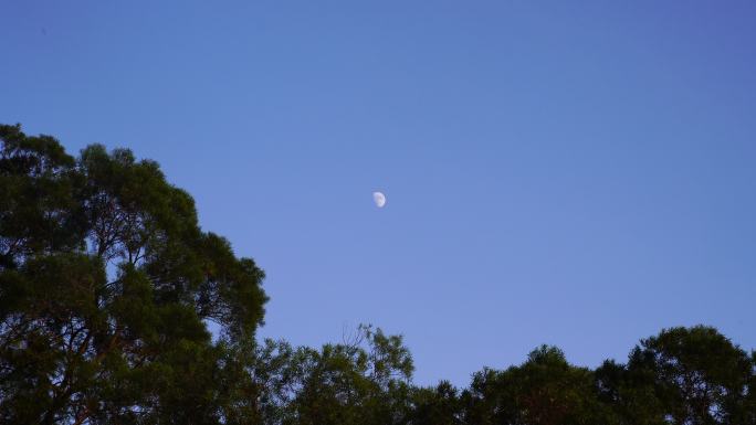 夜晚月亮树林夜幕降临森林半月夜空天空黑夜